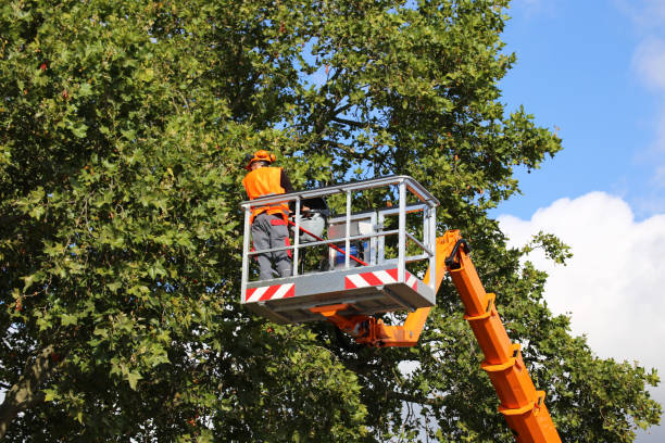 Best Tree Removal  in Pomona, KS