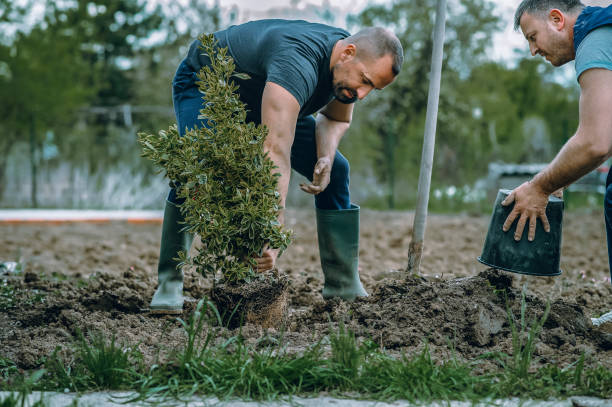  Pomona, KS Tree Care Services Pros