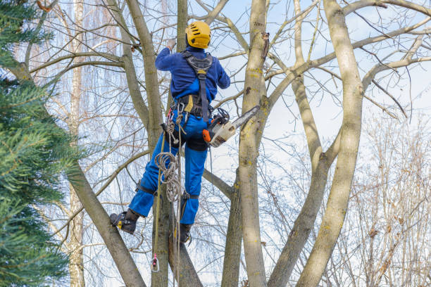 Best Hazardous Tree Removal  in Pomona, KS